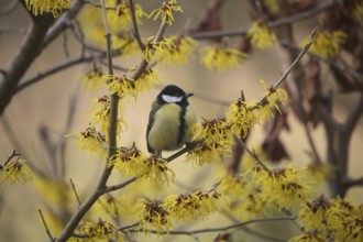 Great tit (Parus major) on witch hazel