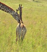 Female Giraffe in Africa with a calf