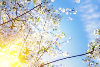 Sun translucent through twigs of cherry tree floral background instagram stile