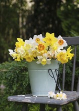 Spring bouquet of fresh colourful daffodils (Narcissus) flowers in a green enamel bucket on a