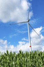 Wind turbine with white clouds and corn in the front