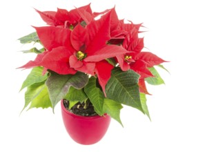 Isolated poinsettia (Euphorbia pulcherrima) flower