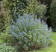 Bearded flower (Caryopteris × clandonensis BLUE BALLOON)