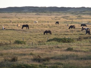 Several horses grazing peacefully in a vast grassy landscape, spiekeroog, east frisia, north sea,