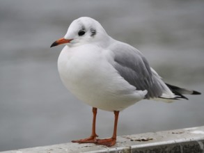 Seagull (Larinae), close-up, blurred background, Cologne, Germany, Europe