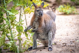 A kangaroo (Macropodidae) stands on the ground and eats green leaves. The environment is natural