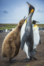 King penguins (Aptenodytes patagonicus), juvenile begging for food, Volunteer Point, Falkland