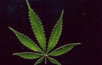 A hemp leaf (cannabis) with or without illegal THC (tetrahydrocanabinol) and legal CDB