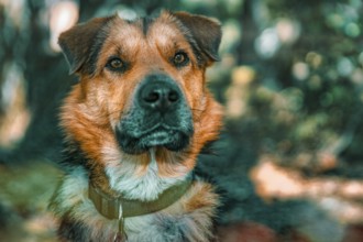 Young shepherd dog, head, portrait, camera view, forest, Möllendorf, Brandenburg, Germany, Europe