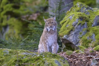 A lynx (Lynx lynx) sits quietly on a moss-covered rock in a green forest, Captive, Bavaria,