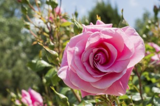 Blooming beautiful colorful rose in garden nature background