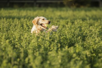 Golden Retriever in the farmland fodder, fetching the tennis ball that was thrown that way