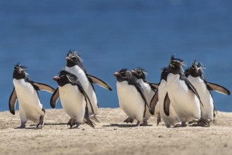Rockhopper penguins (Eudyptes chrysocome) on the way to their colony, Pebble Island, Falkland