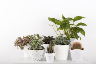 Houseplants peperomia fittonia golden pothos cactus in white modern flowerpots
