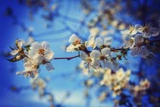 White flowers of blossoming cherry tree floral background instagram stile