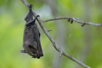 A bat hangs upside down from a thin tree branch in a lush green environment, Great fruit-eating