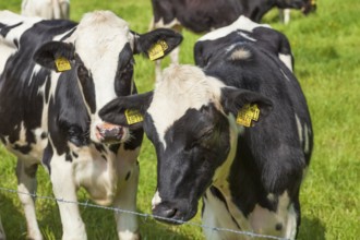 Cows on pasture, Hude, Lower Saxony, Germany, Europe