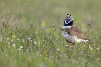 Little bustard (Tetrax tetrax) Outarde canepetière, Sisón Común, Hides De Calera / Great Bustard,