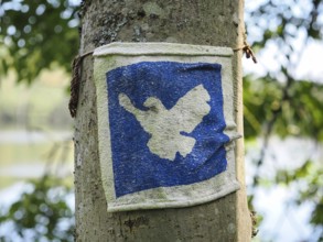 Vintage image of a dove of peace, blurred background, North Rhine-Westphalia, Germany, Europe