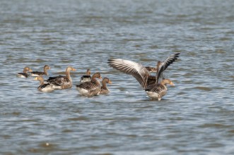 Grey geese in the nature reserve