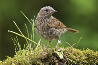 Hedge Accentor