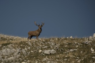 Cervus elaphus, Abruzzo National Park, Italy, Europe