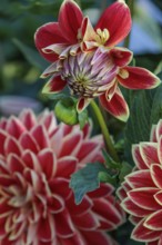 Close-up of a half-open dahlia next to a fully open flower, Legden, Münsterland, Germany, Europe