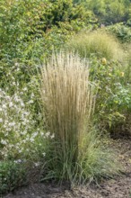 Striped riding grass (Calamagrostis × acutiflora 'Overdam'), Merkel family, Veitshöchheim, Bavaria,
