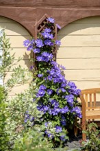 Clematis 'The President', Anchers Havecenter, Ebersbach, Saxony, Germany, Europe
