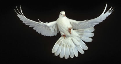 White Dove (columba livia), Adult in Flight against Black Background