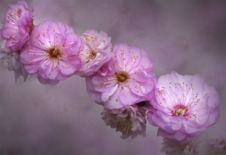 Flowering plum (Prunus triloba), of an almond tree, close-up, bokeh effect, Rhineland-Palatinate,