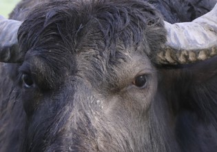 Water buffalo (Bubalus arnee) detail, eyes, Burghausen, Upper Bavaria, Bavaria, Germany, Europe