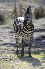 Beautiful african Zebra outdoor striped skin horse