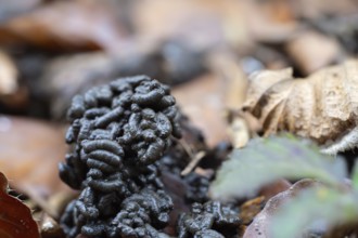 Earthworm (Lumbricidae), pile of faeces between leaves, North Rhine-Westphalia, Germany, Europe