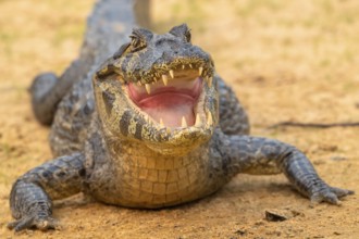 Spectacled caiman (Caiman crocodilus yacara), Crocodile (Alligatoridae), crocodile (Crocodylia),