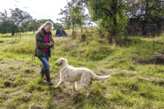 Dog trainer trains a golden Retriever on a meadow in autumn