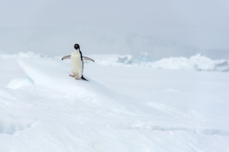 Adelie penguin, (Pygoscelis antarctica), long-tailed penguin, Kinnes Cove, Paulet Island, Antartica