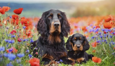 KI generated, animal, animals, mammal, mammals, a, single animal, Gordon Setter, (Canis lupus