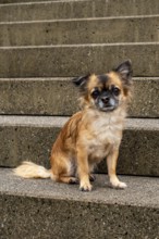 Brown long-haired Chihuahua sitting on a stone staircase looking into the camera, Nussdorf,