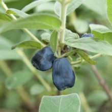Blue honeyberry (Lonicera cärulea 'Blue Velvet'), Marquardt, Brandenburg, Germany, Europe