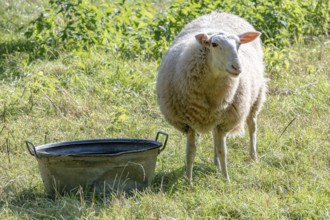 Sheep on dike eats grass