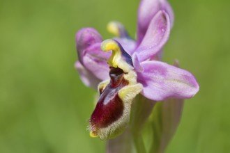 Wasp ragwort, Ophrys tenthredinifera