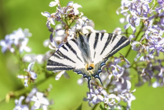Scarce swallowtail, butterfly of the Papilionidae Family