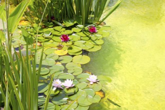 Nenufar Water Lilies on green water pond with clean water
