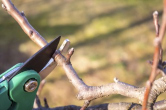 Pruning apple with garden scissors. Spring pruning of fruit trees in the garden.