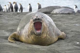 Elephant seal, Gold Harbour, South Georgia
