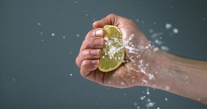 Hand of Man Squeezing Lemon, citrus limonum against Black Background