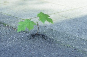 Closeup of a very small sycamore maple tree (Acer pseudoplatanus) breaking through asphalt, Munich,