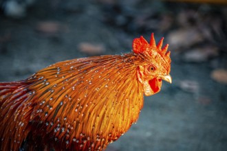 Close-up of a rooster (Gallus gallus domesticus) with red comb and bright plumage, Eisenberg,