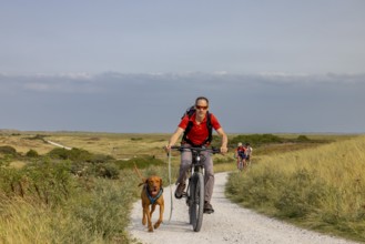 Mountain biker with his Traildog, Vizsla dog on a bicycle, Ameland Island, Friesland, Netherlands